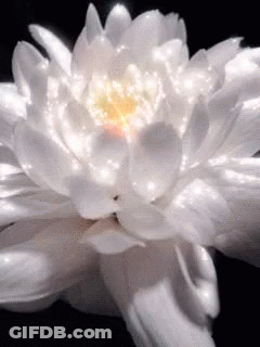 A Close Up Of A White Flower With A Yellow Center . GIF