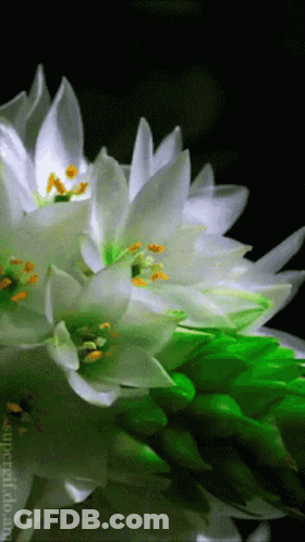 A Close Up Of A White Flower With Green Leaves On A Black Background GIF