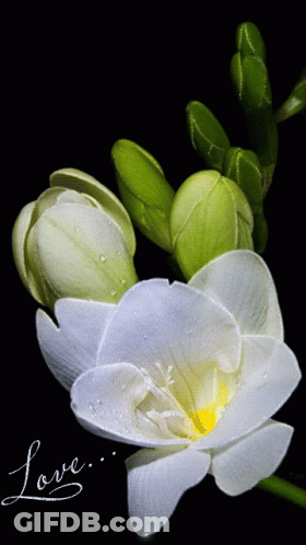 A Close Up Of A White Flower With The Word Love Written On It GIF
