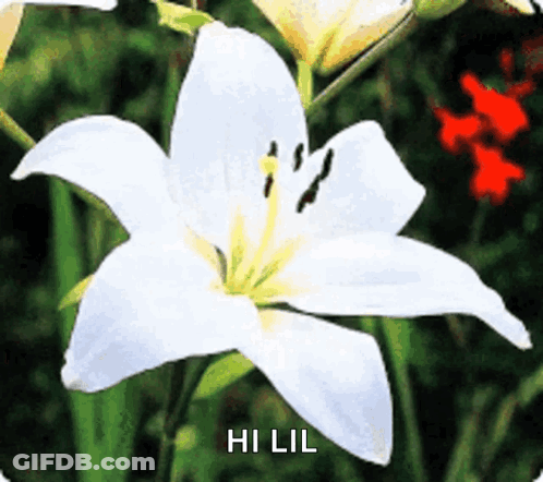 A Close Up Of A White Flower With The Words Hi Lil On It GIF