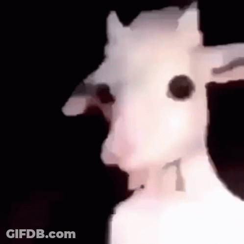A Close Up Of A White Goat With A Black Eye . GIF