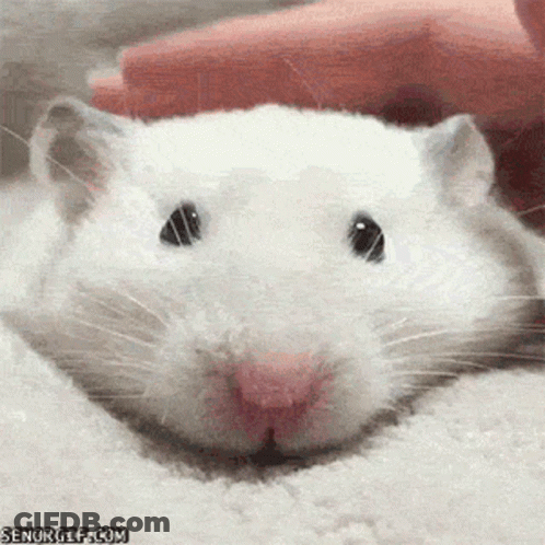 A Close Up Of A White Hamster With Senorgif.com Written On The Bottom Right GIF