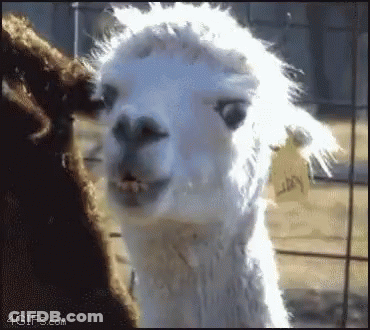 A Close Up Of A White Llama Looking At The Camera With A Tag On Its Neck . GIF