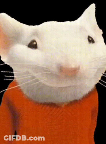 A Close Up Of A White Mouse Wearing A Orange Shirt GIF