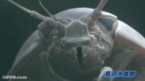 A Close Up Of A White Object With Chinese Writing On It GIF
