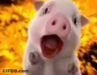 A Close Up Of A White Pig With Its Mouth Open . GIF