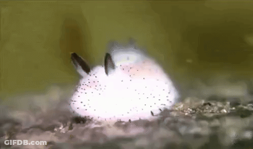 A Close Up Of A White Rabbit With Black Spots On A Rock . GIF
