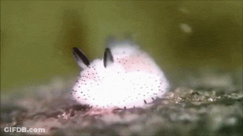 A Close Up Of A White Rabbit With Black Spots On It 'S Fur . GIF