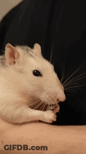 A Close Up Of A White Rat Eating A Nut GIF