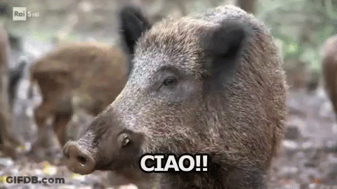 A Close Up Of A Wild Boar With The Words Ciao Written On It . GIF
