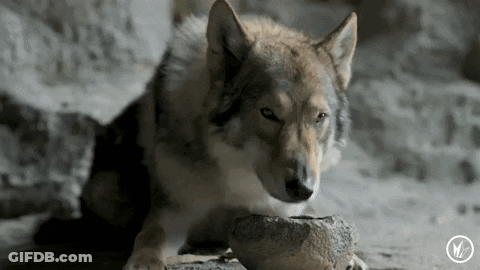 A Close Up Of A Wolf Eating From A Bowl GIF