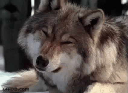 A Close Up Of A Wolf Laying Down With His Eyes Closed . GIF