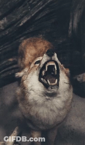 A Close Up Of A Wolf With Its Mouth Open Looking Up GIF
