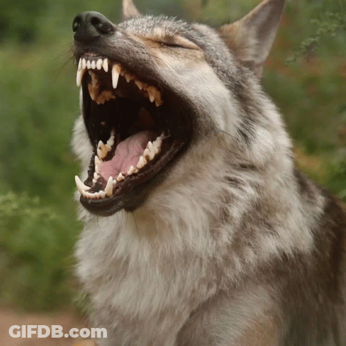 A Close Up Of A Wolf With Its Mouth Open Showing Its Teeth GIF
