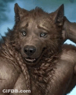 A Close Up Of A Wolf With Muscles Scratching His Head GIF