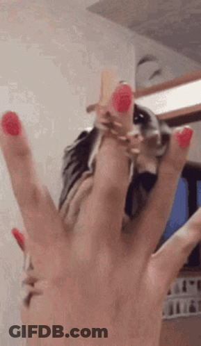 A Close Up Of A Woman 'S Hand With Red Nails Holding A Squirrel . GIF