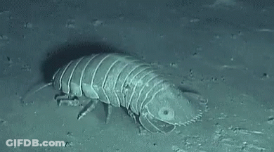 A Close Up Of A Worm Crawling On The Ground In The Ocean . GIF