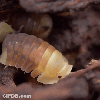 A Close Up Of A Worm With A Black Spot On Its Head GIF