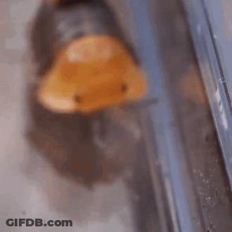 A Close Up Of A Worm With A Duck Head . GIF
