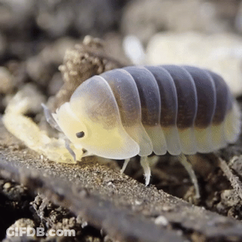 A Close Up Of A Worm With A Yellow Head GIF