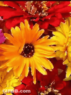 A Close Up Of A Yellow And Red Flower GIF