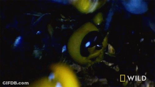 A Close Up Of A Yellow Bug With The Word Wild On The Bottom GIF