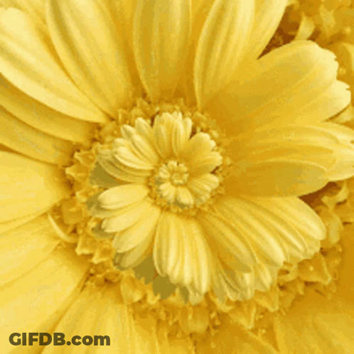 A Close Up Of A Yellow Flower Showing The Center Of The Flower GIF