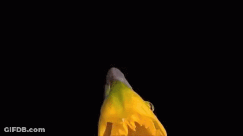 A Close Up Of A Yellow Flower With A Black Background . GIF