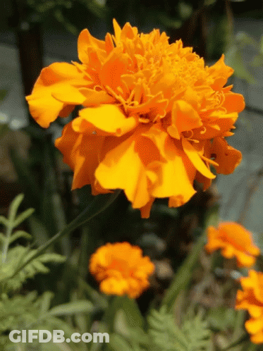 A Close Up Of A Yellow Flower With Green Leaves GIF