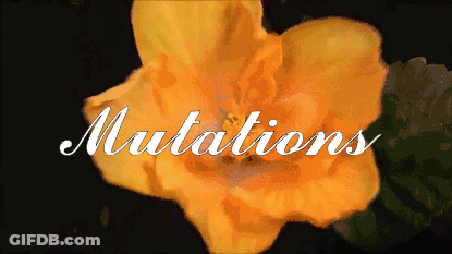 A Close Up Of A Yellow Flower With The Word Mutations In White Letters GIF