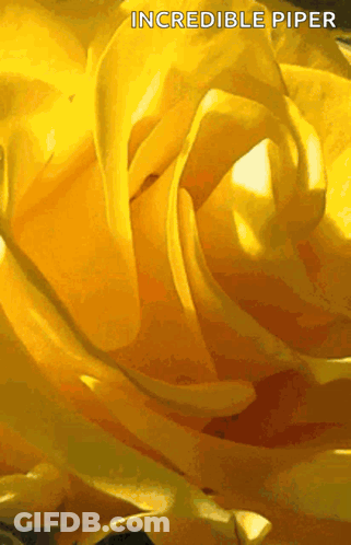 A Close Up Of A Yellow Rose With Incredible Piper Written On The Bottom GIF