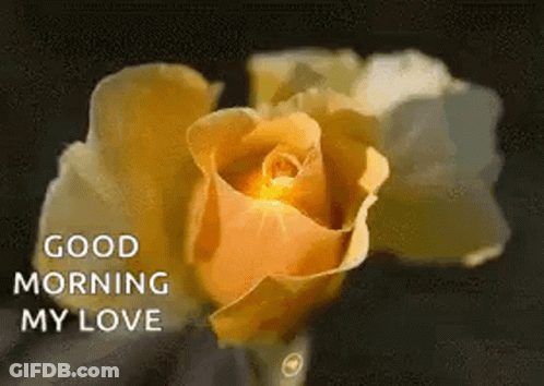 A Close Up Of A Yellow Rose With The Words `` Good Morning My Love '' Written Next To It . GIF
