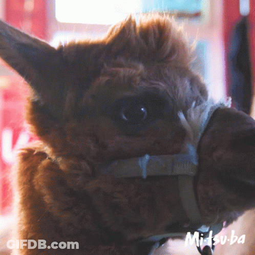 A Close Up Of An Alpaca 'S Face With The Name Mitsuba Written On The Bottom GIF