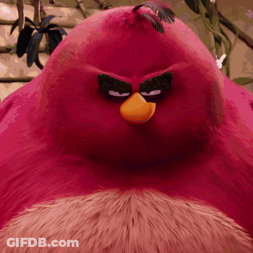 Close Up Of Angry Bird With Feather In Hair GIF