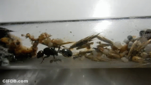 A Close Up Of An Ant In A Tube GIF