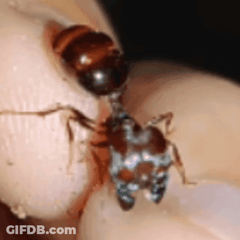A Close Up Of An Ant On A Person 'S Hand GIF