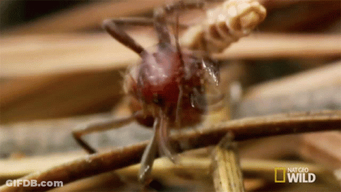 A Close Up Of An Ant On A Stick With The Words National Geographic Wild On The Bottom GIF