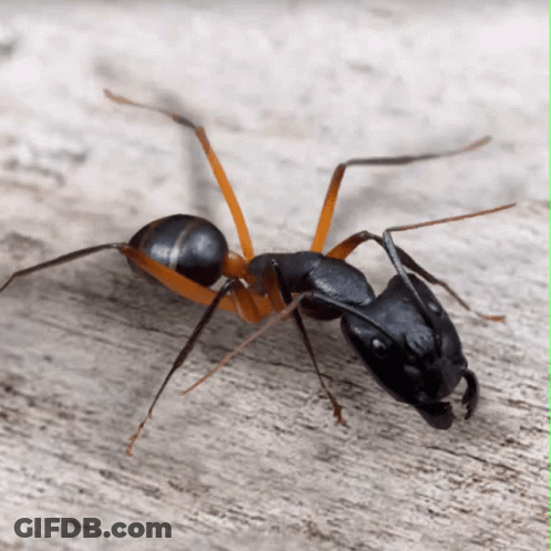 A Close Up Of An Ant On A Wooden Surface GIF