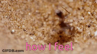 A Close Up Of An Ant With The Words How I Feel Behind It GIF