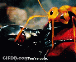 A Close Up Of An Ant With The Words " You 'Re Cute " On The Bottom GIF