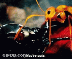 A Close Up Of An Ant With The Words " You 'Re Cute " On The Bottom GIF
