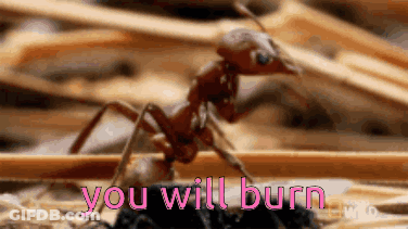 A Close Up Of An Ant With The Words " You Will Burn " Written Above It GIF