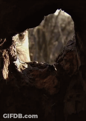 A Close Up Of An Eagle Looking Out Of A Hole In A Tree GIF