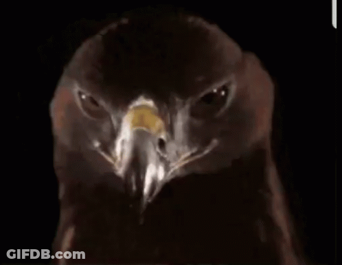 A Close Up Of An Eagle 'S Head Against A Black Background GIF