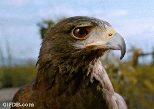 A Close Up Of An Eagle 'S Head With A Yellow Beak GIF