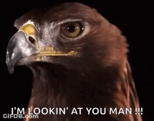 A Close Up Of An Eagle 'S Head With The Words I 'M Lookin ' At You Man Written Below It GIF