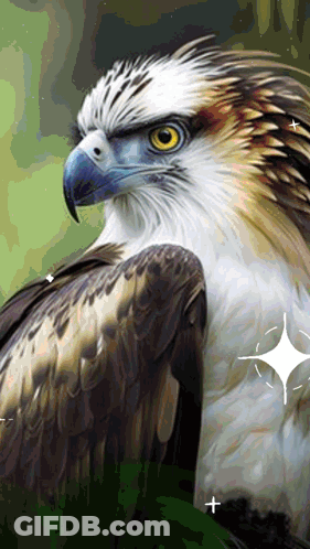 A Close Up Of An Eagle With A Star In The Background GIF