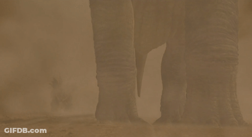 A Close Up Of An Elephant 'S Foot With A Blurred Background GIF