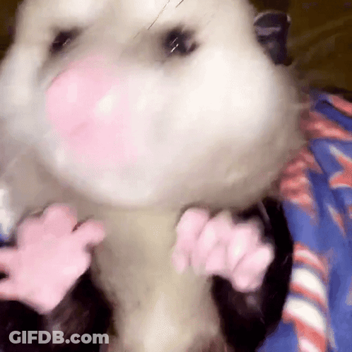 A Close Up Of An Opossum 'S Face And Paws GIF