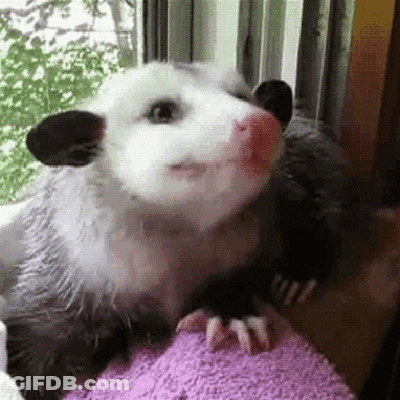 A Close Up Of An Opossum Sitting On A Purple Towel . GIF